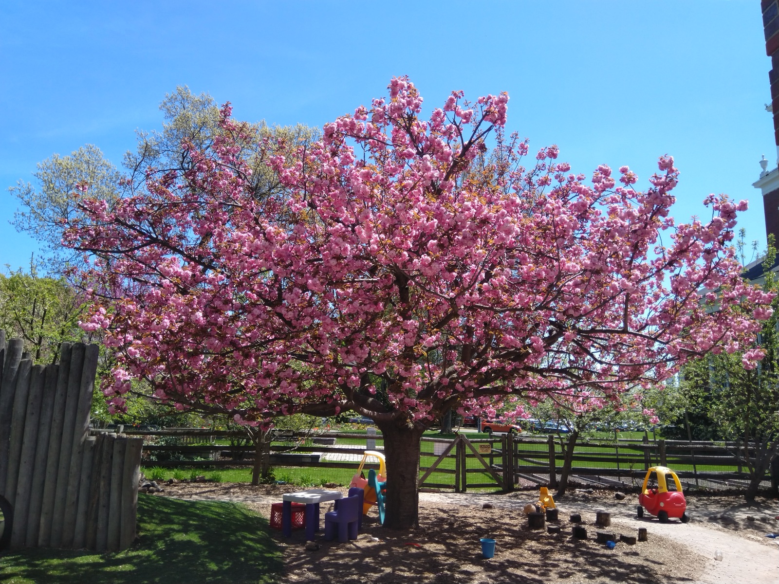 Cherry blossoms blooming over the LPC summer-camp playground